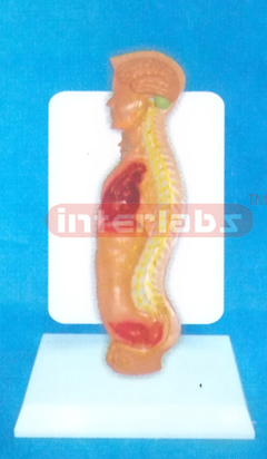 DESK TYPE 35CM TALL HUMAN AUTONOMIC NERVOUS SYSTEM MODEL WITH DESCRIPTION PLATE